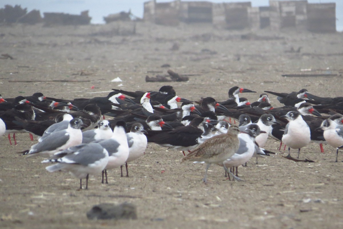 Black Skimmer - Gary Prescott