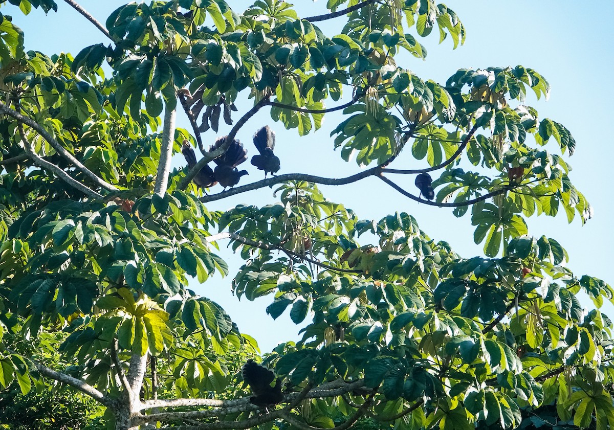 Plain Chachalaca - Laura Voight