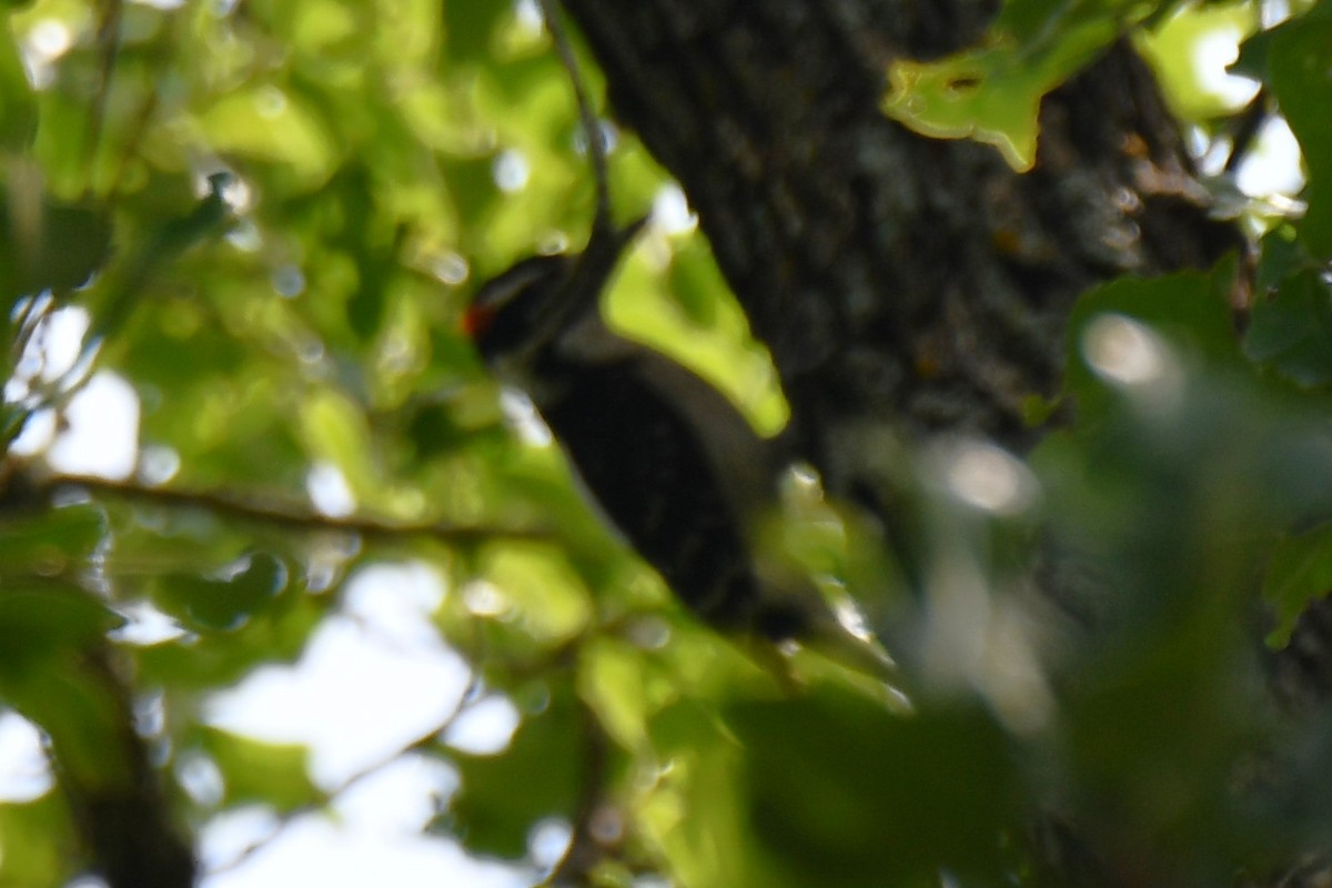 Downy Woodpecker - Carmen Ricer