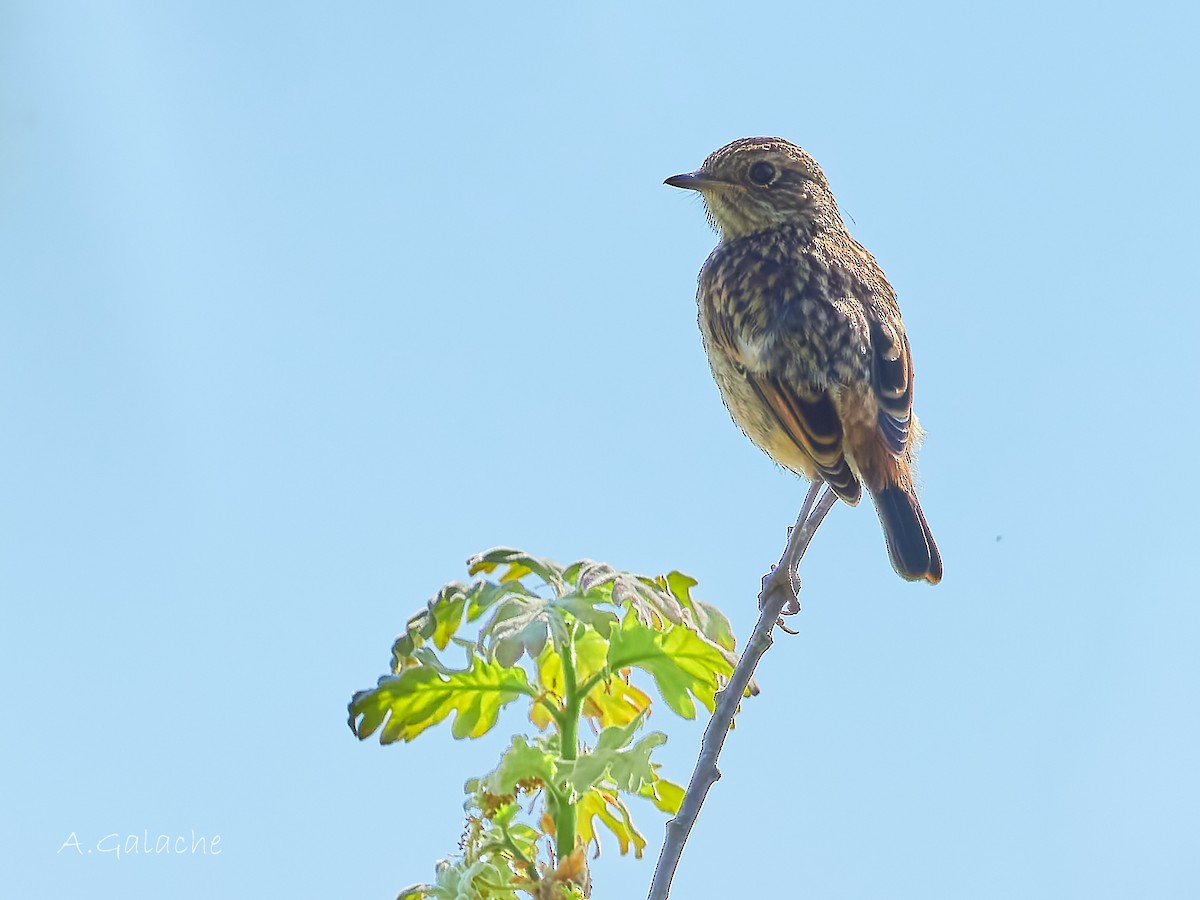 European Stonechat - A. Galache