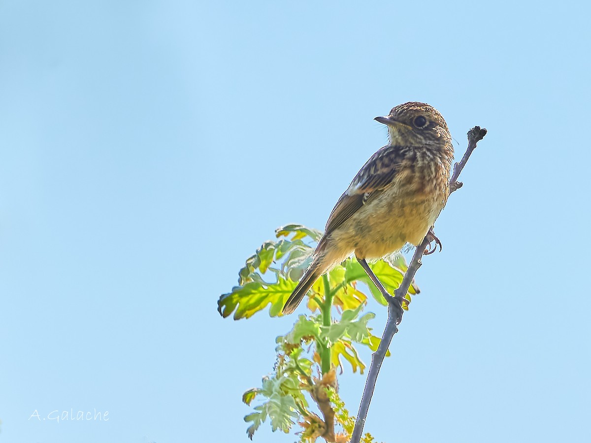 European Stonechat - ML619436634