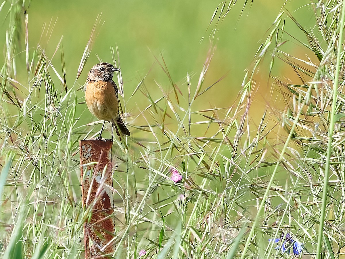 European Stonechat - ML619436635