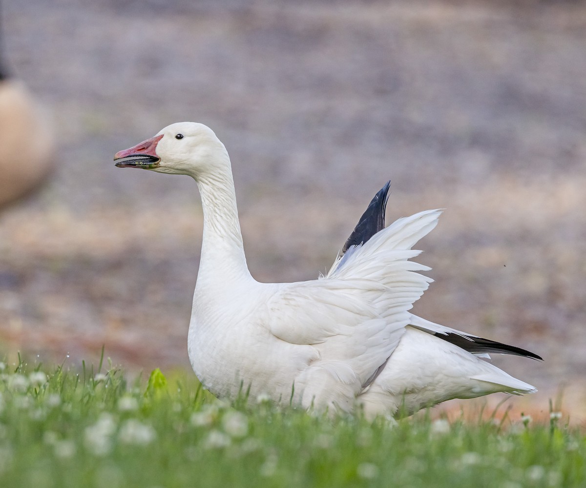 Snow Goose - Mike Murphy