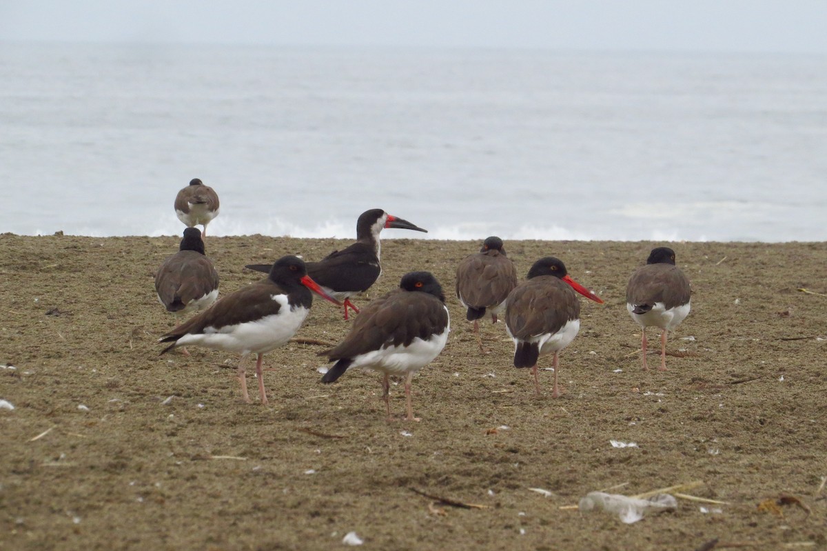 American Oystercatcher - Gary Prescott