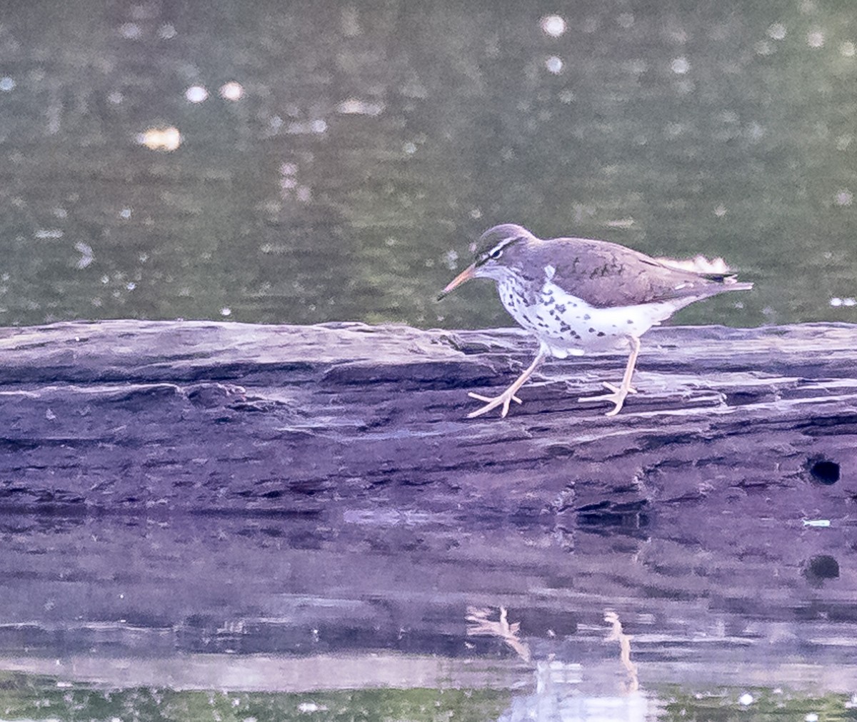 Spotted Sandpiper - Mike Murphy