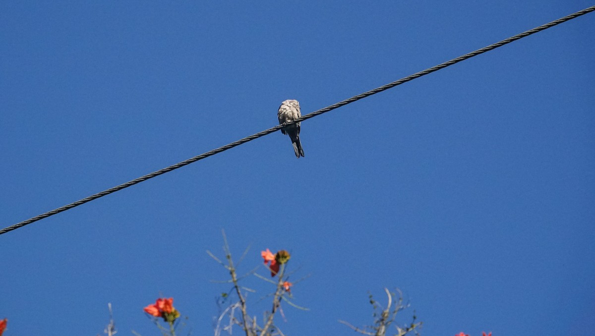 Inca Dove - ML619436653