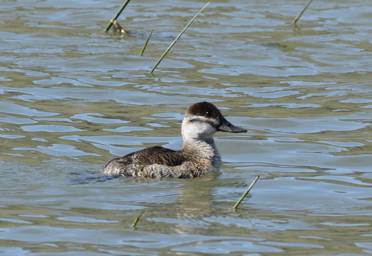 Ruddy Duck - Sandy Thomas