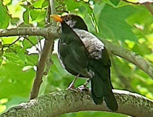 Eurasian Blackbird - Ángel Luis Neira