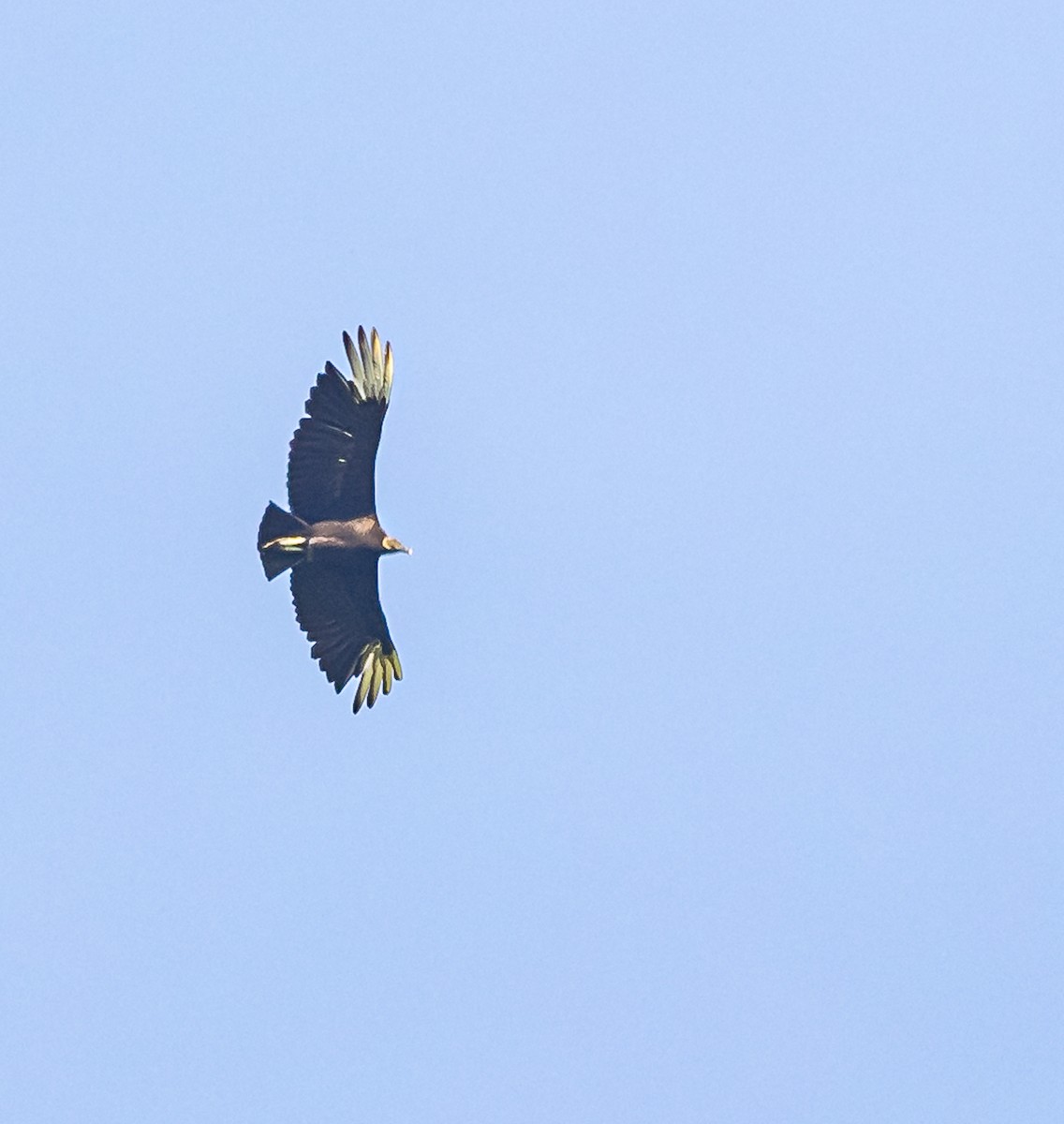 Black Vulture - Mike Murphy