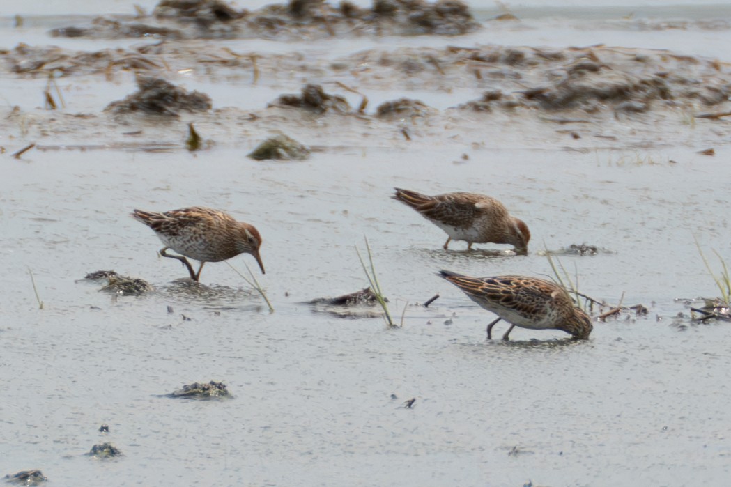 Sharp-tailed Sandpiper - Fran Kim