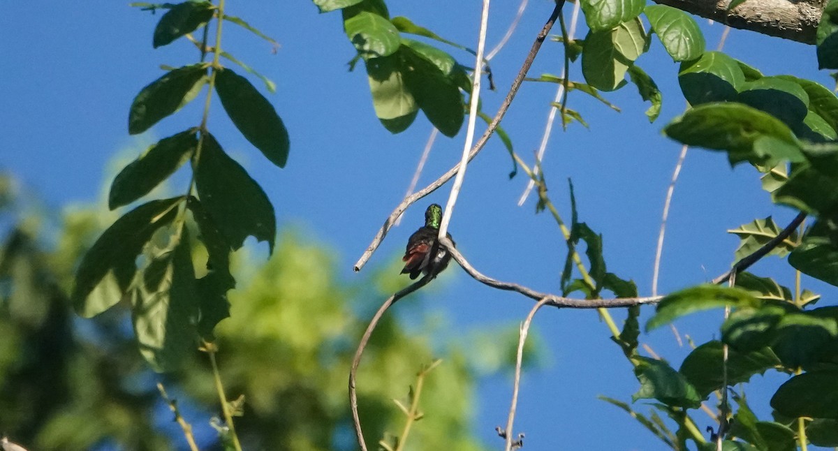 Rufous-tailed Hummingbird - Laura Voight