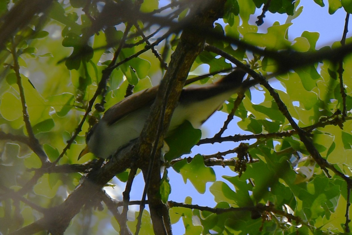 Yellow-billed Cuckoo - Carmen Ricer