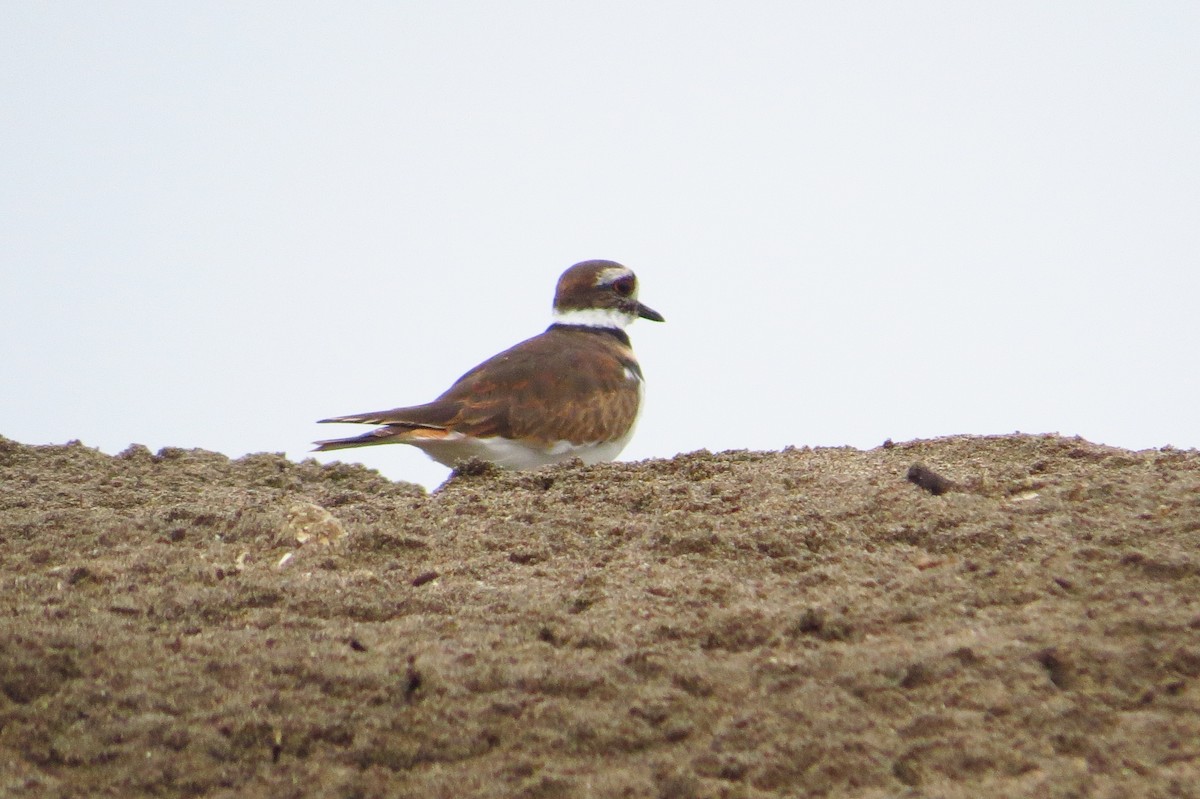 Killdeer - Gary Prescott