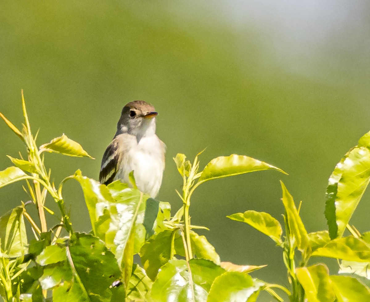 Willow Flycatcher - Mike Murphy