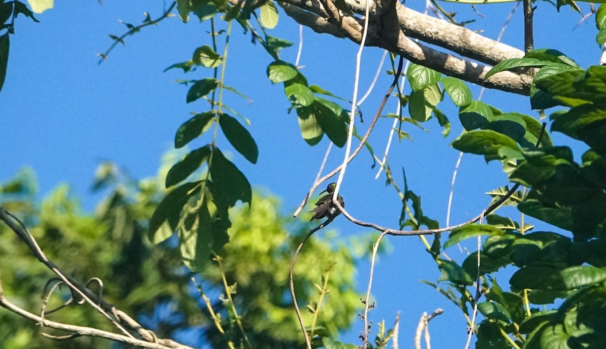 Rufous-tailed Hummingbird - Laura Voight