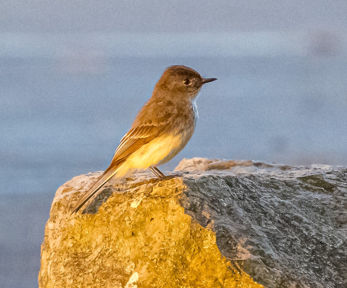 Eastern Phoebe - Mike Murphy