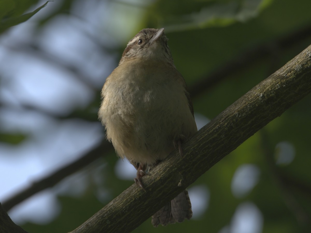 Carolina Wren - ML619436692