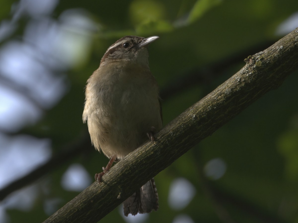 Carolina Wren - ML619436695