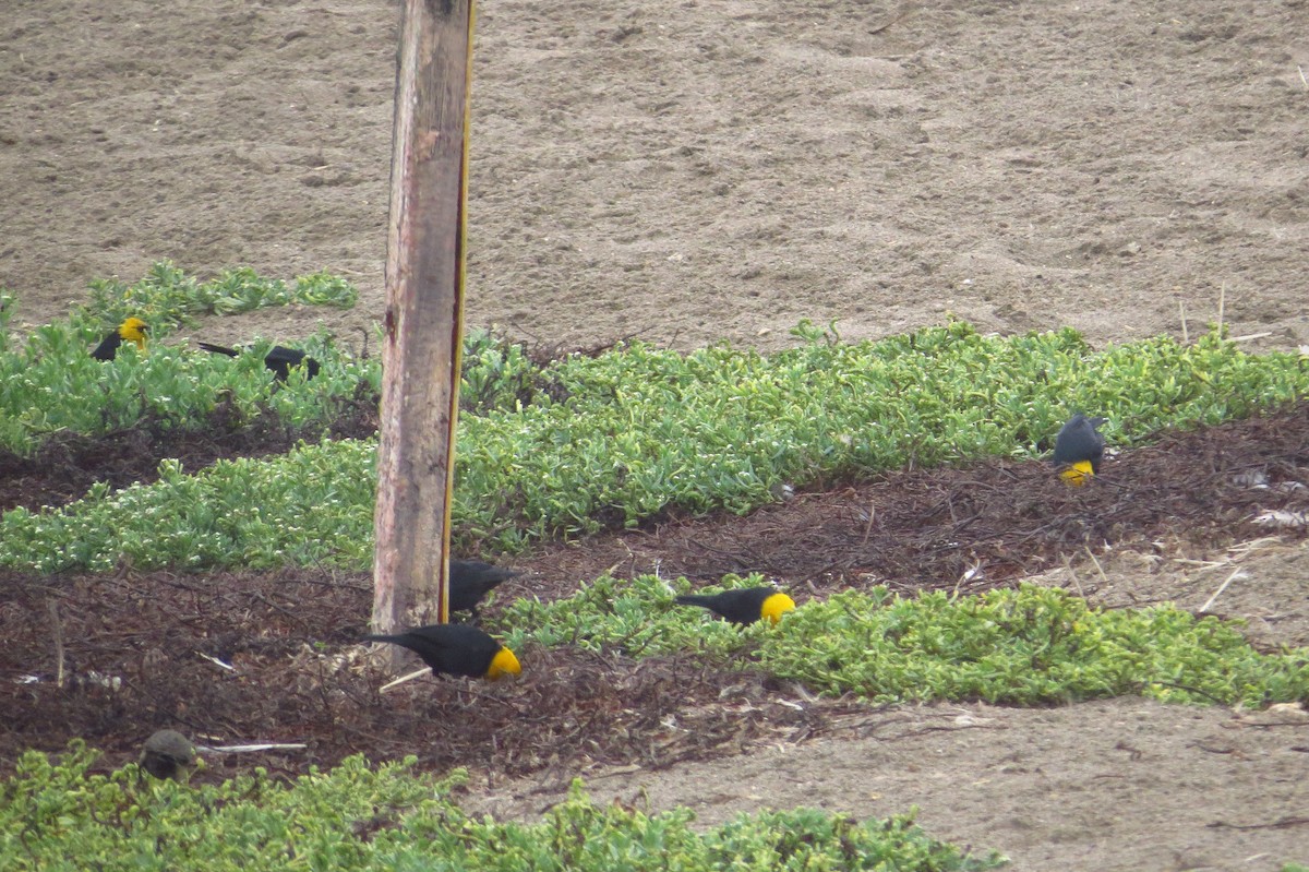 Yellow-hooded Blackbird - ML619436697