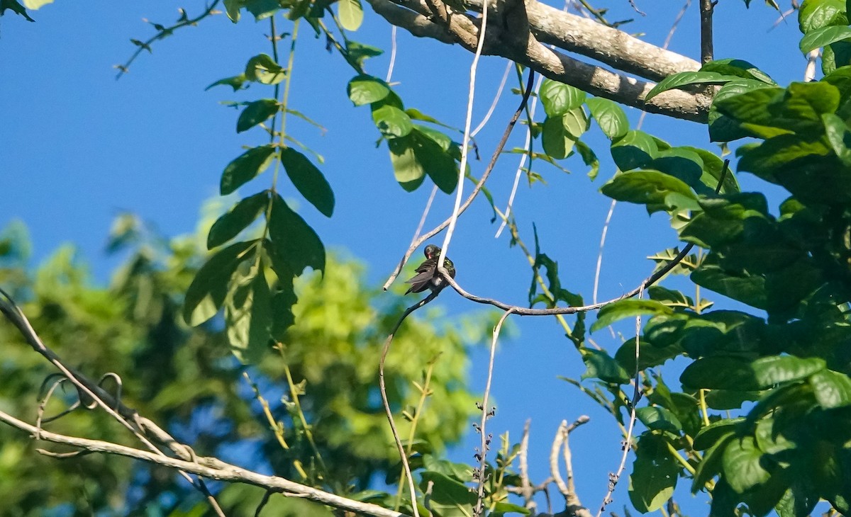 Rufous-tailed Hummingbird - Laura Voight