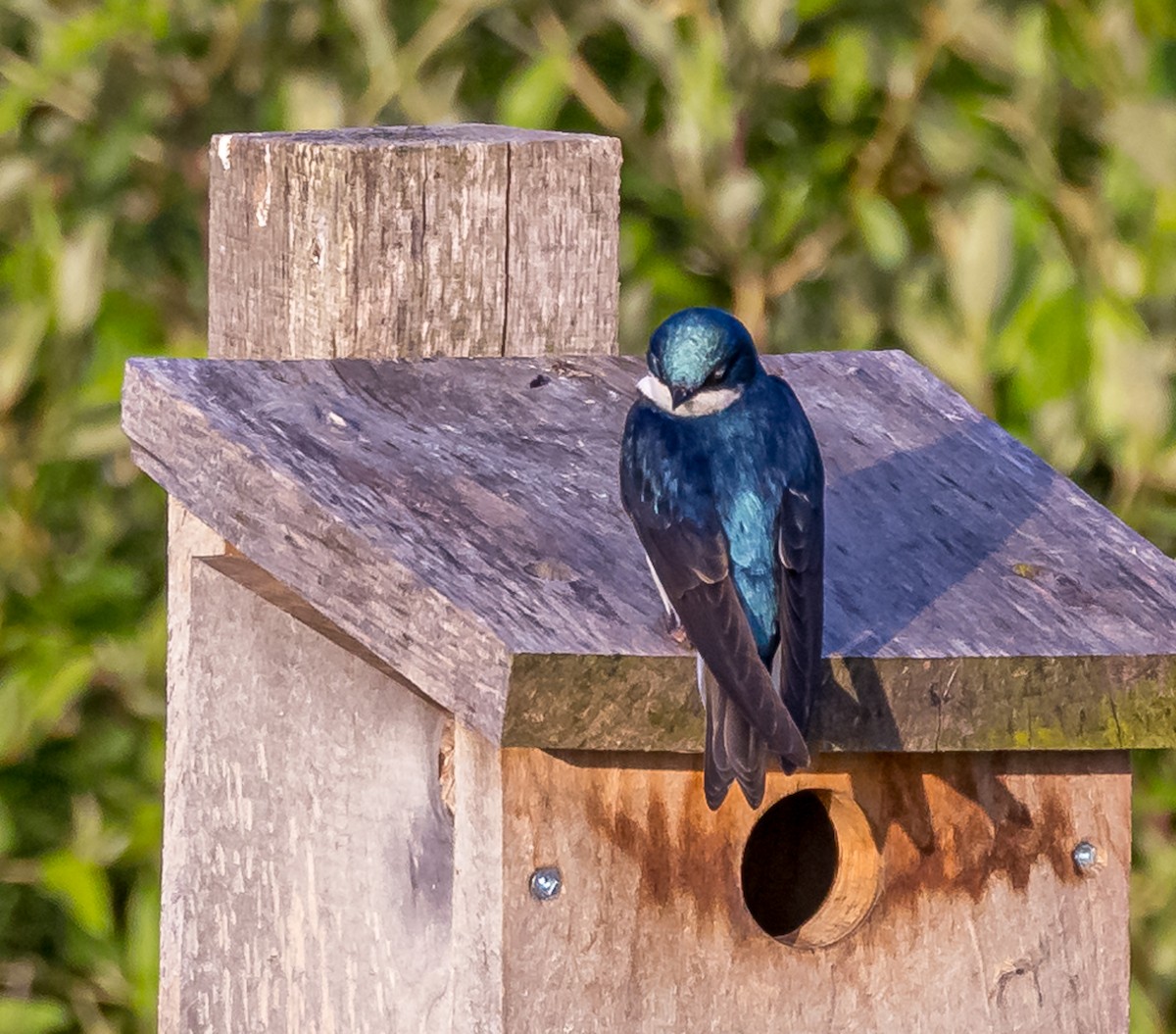 Tree Swallow - Mike Murphy