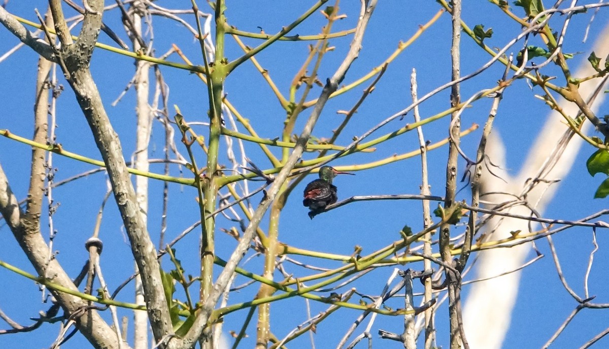 Rufous-tailed Hummingbird - Laura Voight