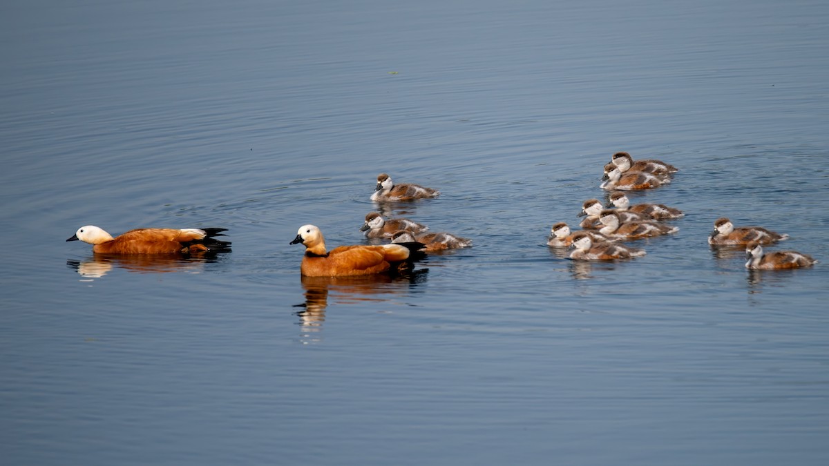 Ruddy Shelduck - Sertaç Yıldırım