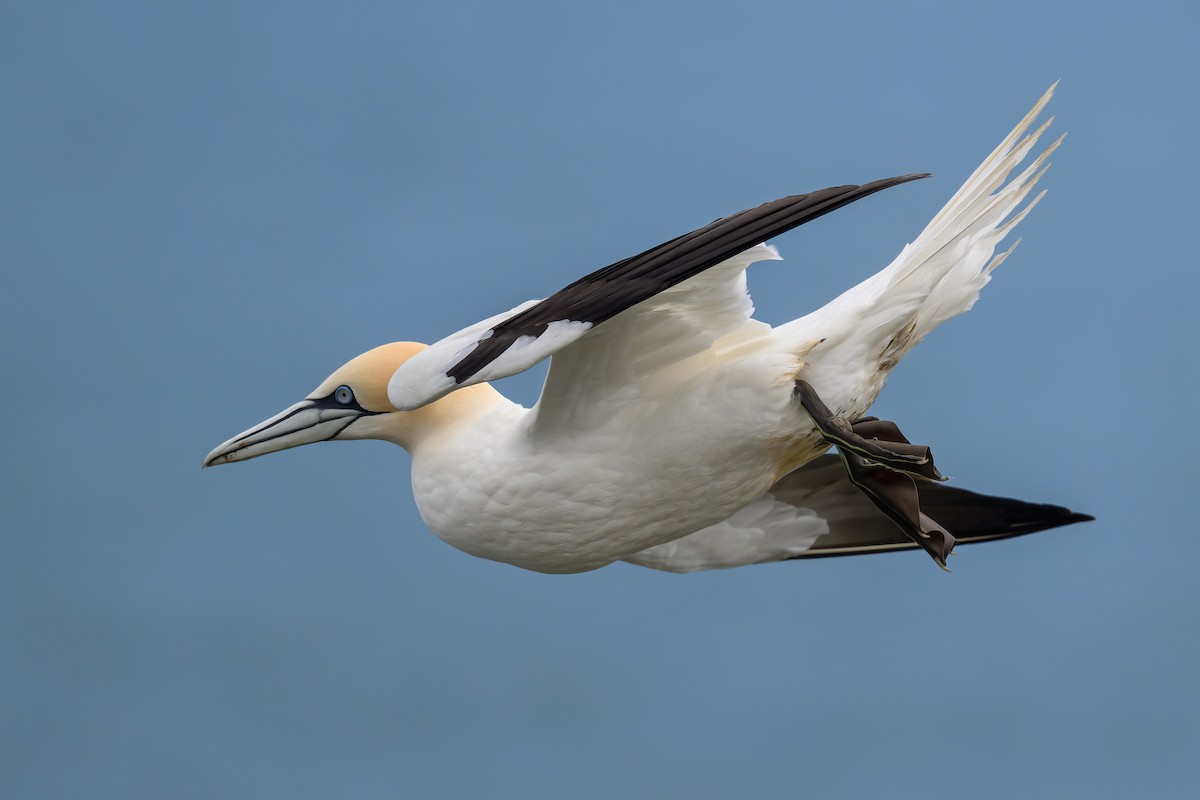 Northern Gannet - Alan Wilkinson