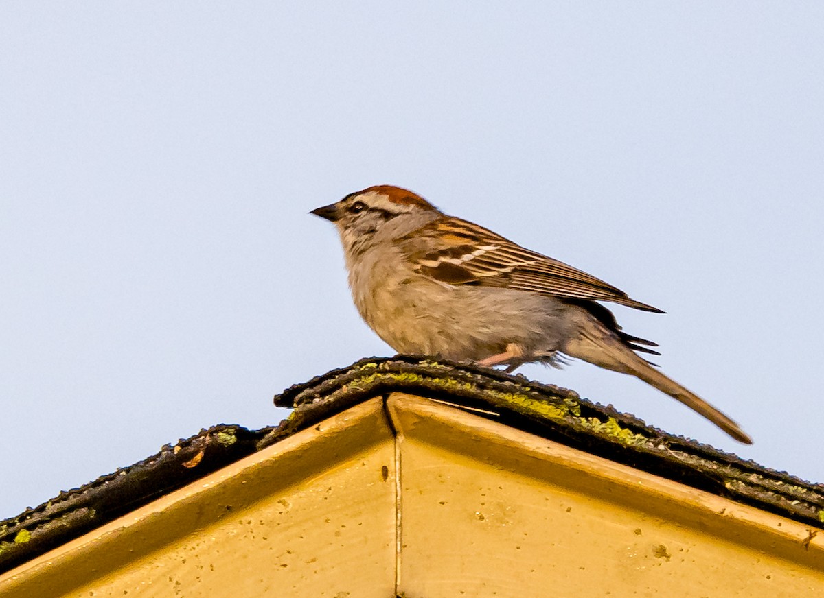 Chipping Sparrow - Mike Murphy
