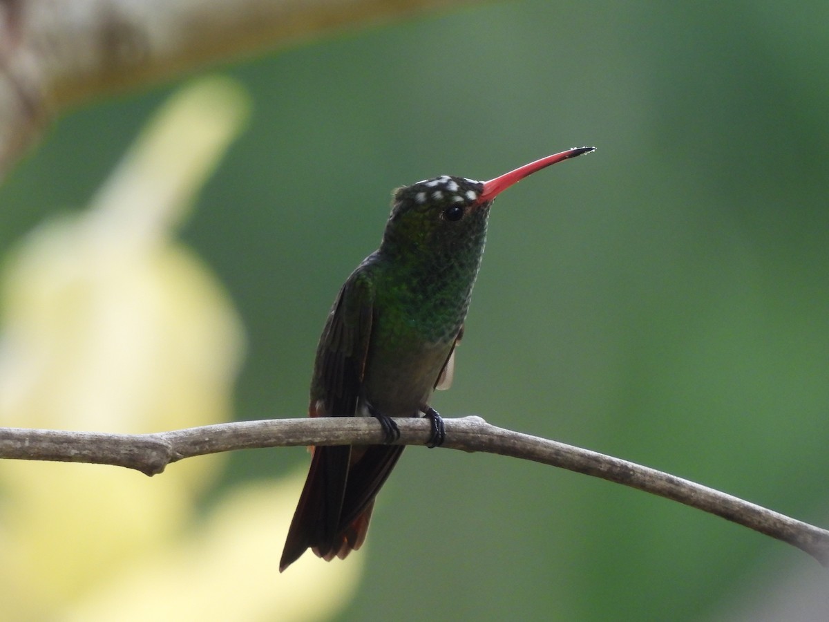 Rufous-tailed Hummingbird - Leandro Niebles Puello