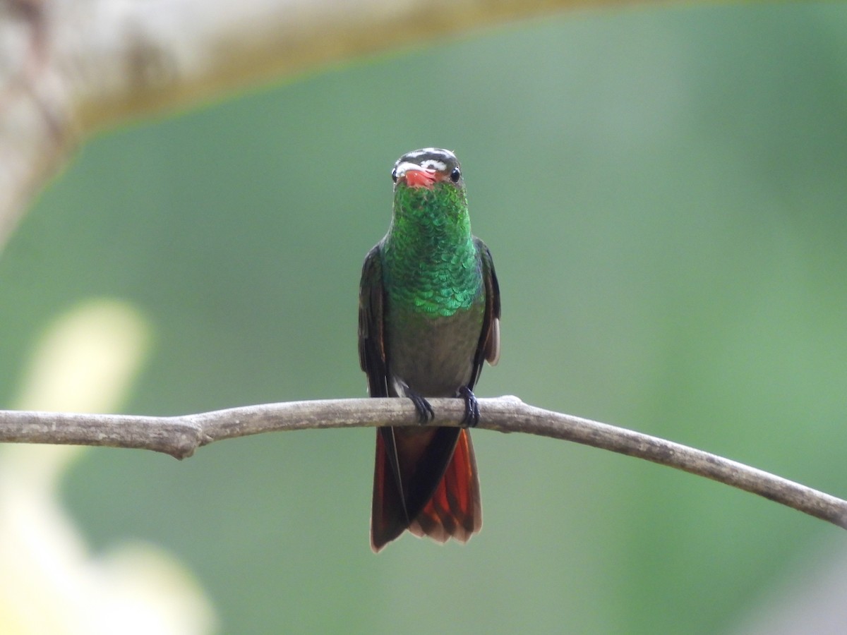 Rufous-tailed Hummingbird - Leandro Niebles Puello