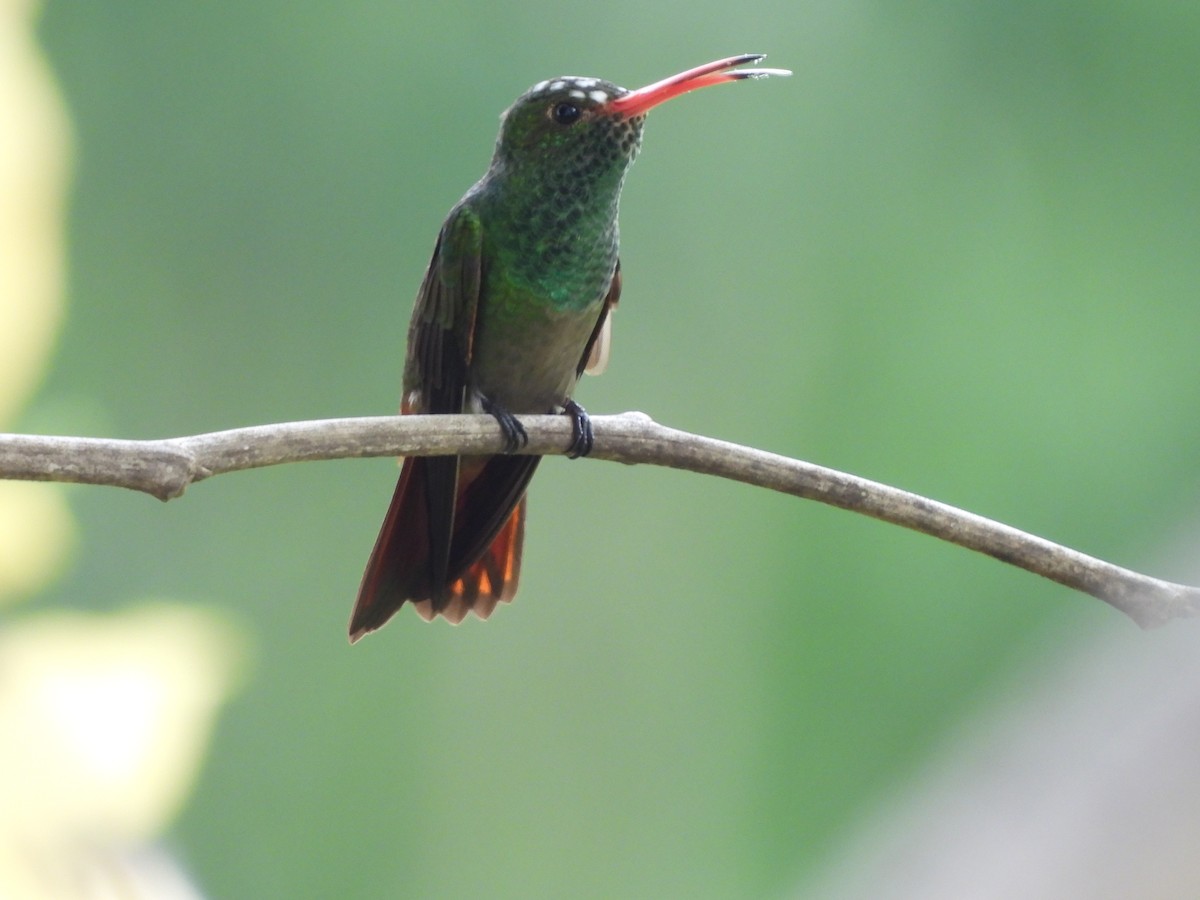 Rufous-tailed Hummingbird - Leandro Niebles Puello