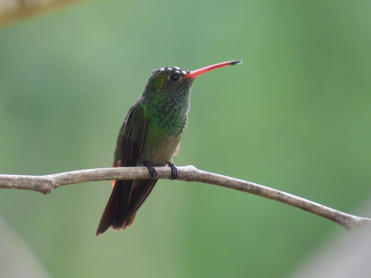 Rufous-tailed Hummingbird - Leandro Niebles Puello