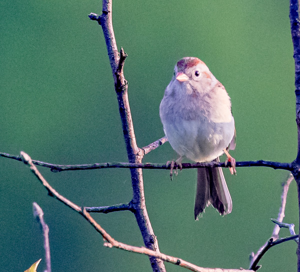 Field Sparrow - Mike Murphy