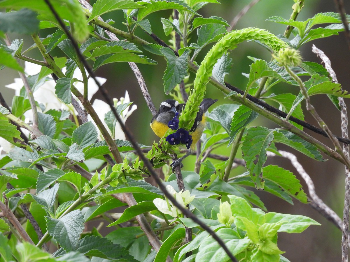 Bananaquit - Leandro Niebles Puello