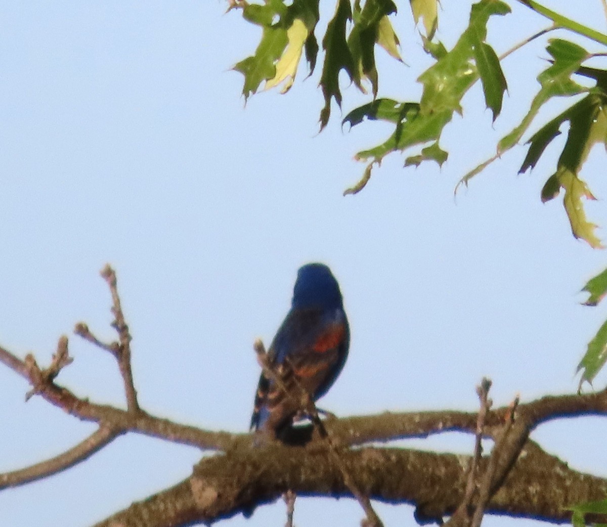 Blue Grosbeak - Juliet Berger