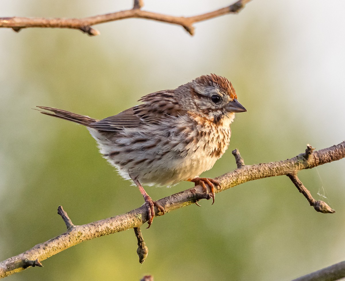 Song Sparrow - Mike Murphy