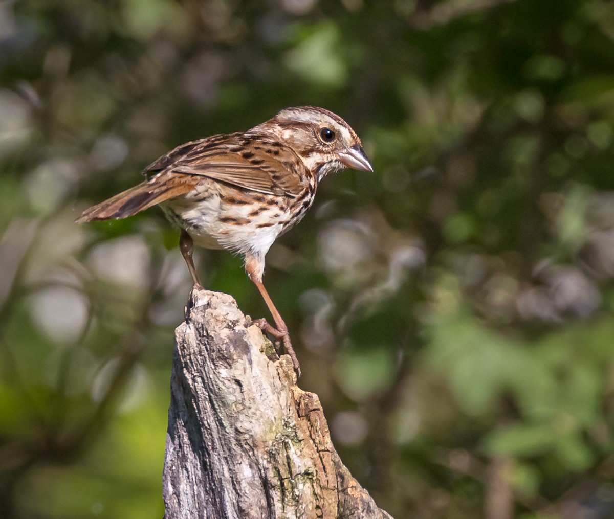Song Sparrow - Mike Murphy