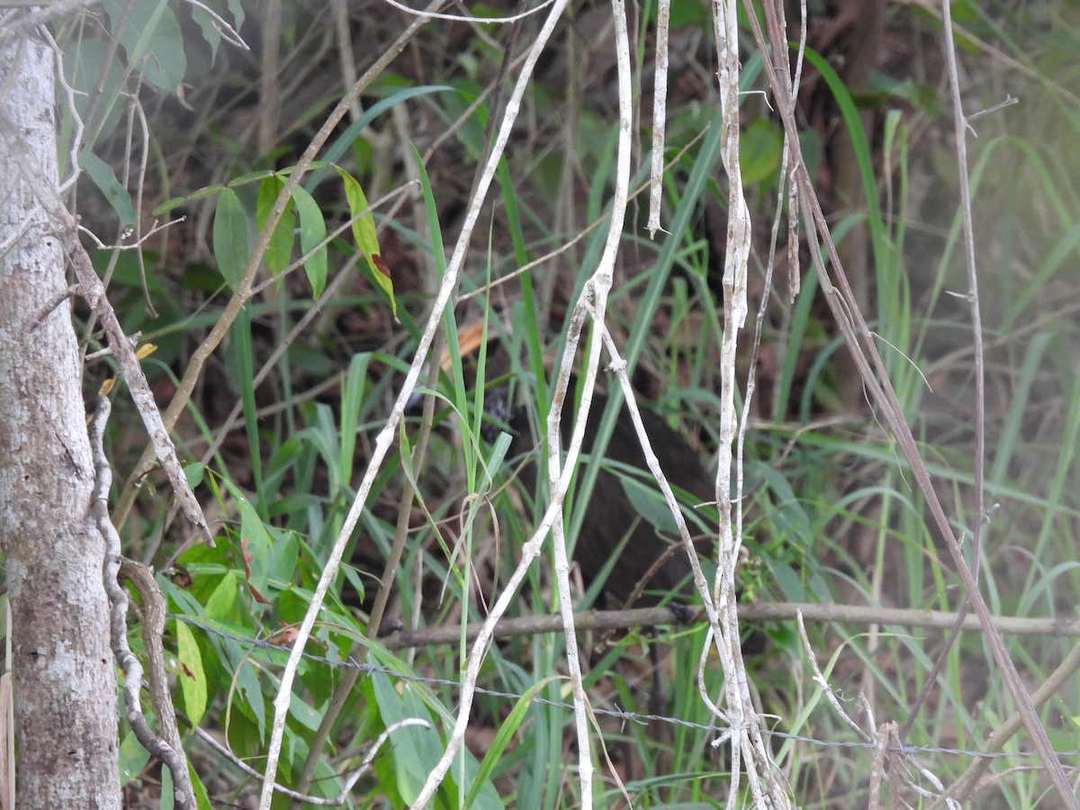 Limpkin - Leandro Niebles Puello