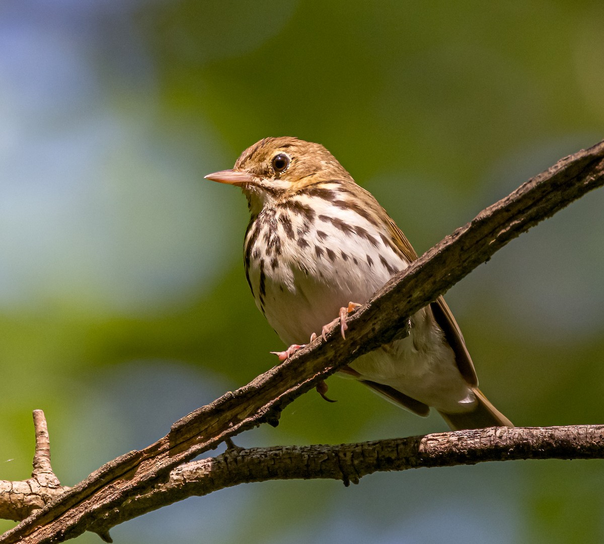 Ovenbird - Mike Murphy