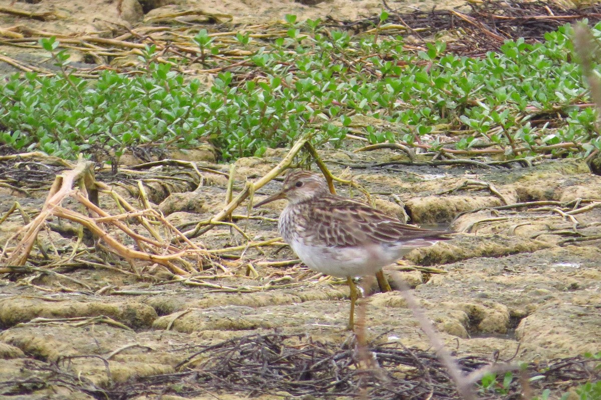 Pectoral Sandpiper - Gary Prescott