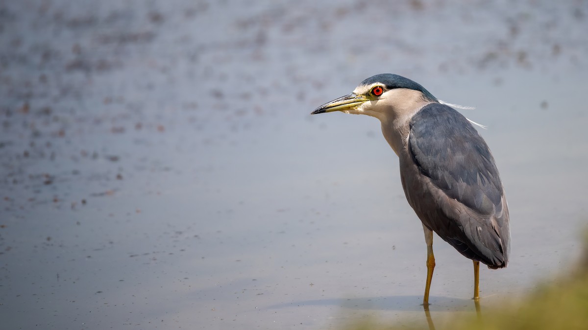 Black-crowned Night Heron - Sertaç Yıldırım