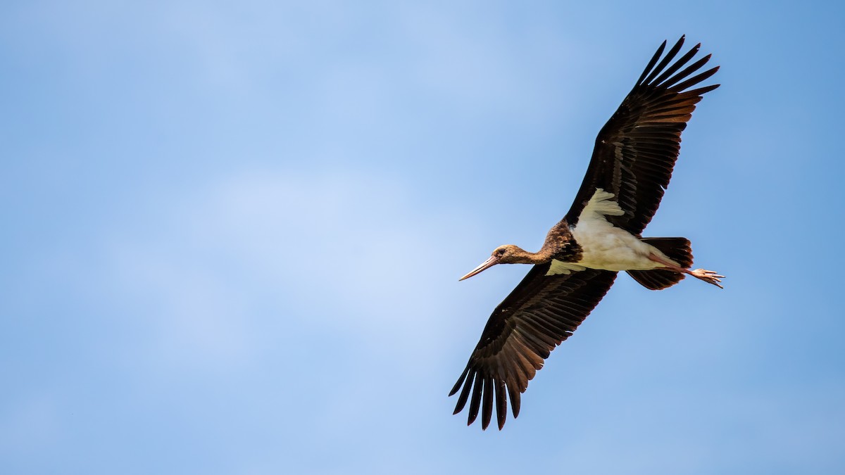 Black Stork - Sertaç Yıldırım