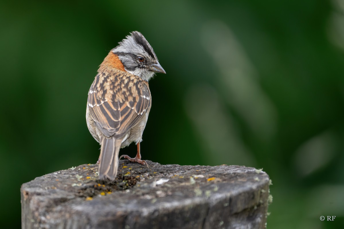 Rufous-collared Sparrow (Rufous-collared) - Roxie Fu