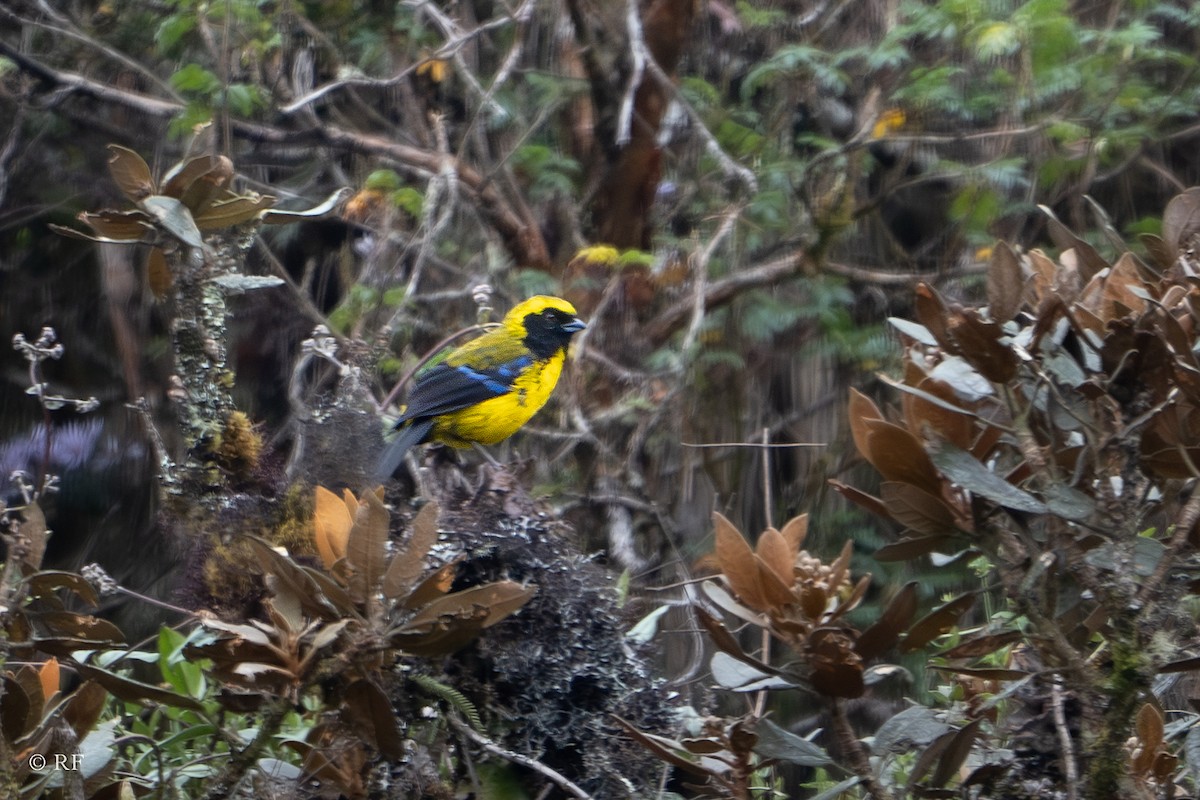 Masked Mountain Tanager - ML619436774