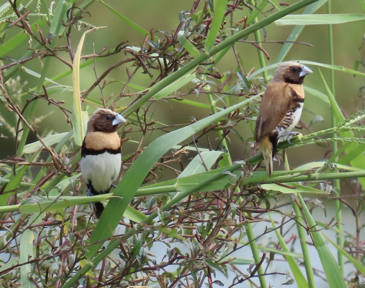 Chestnut-breasted Munia - Sue Beatty