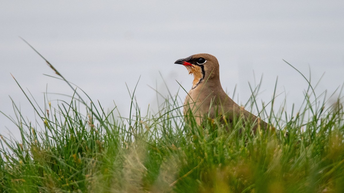 Collared Pratincole - Sertaç Yıldırım