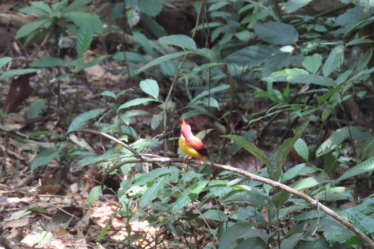 Rufous-backed Dwarf-Kingfisher - Sharvan Haritharan
