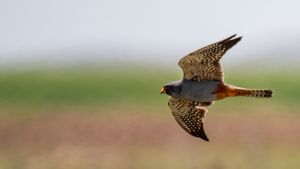 Red-footed Falcon - Sertaç Yıldırım