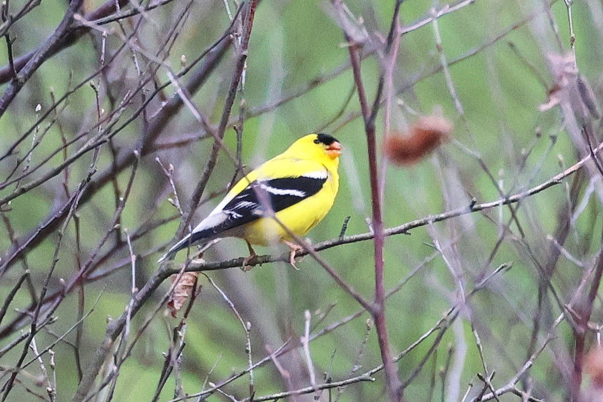 American Goldfinch - Stan Chapman